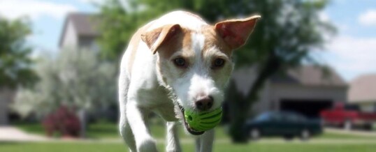 Doggie First Aid