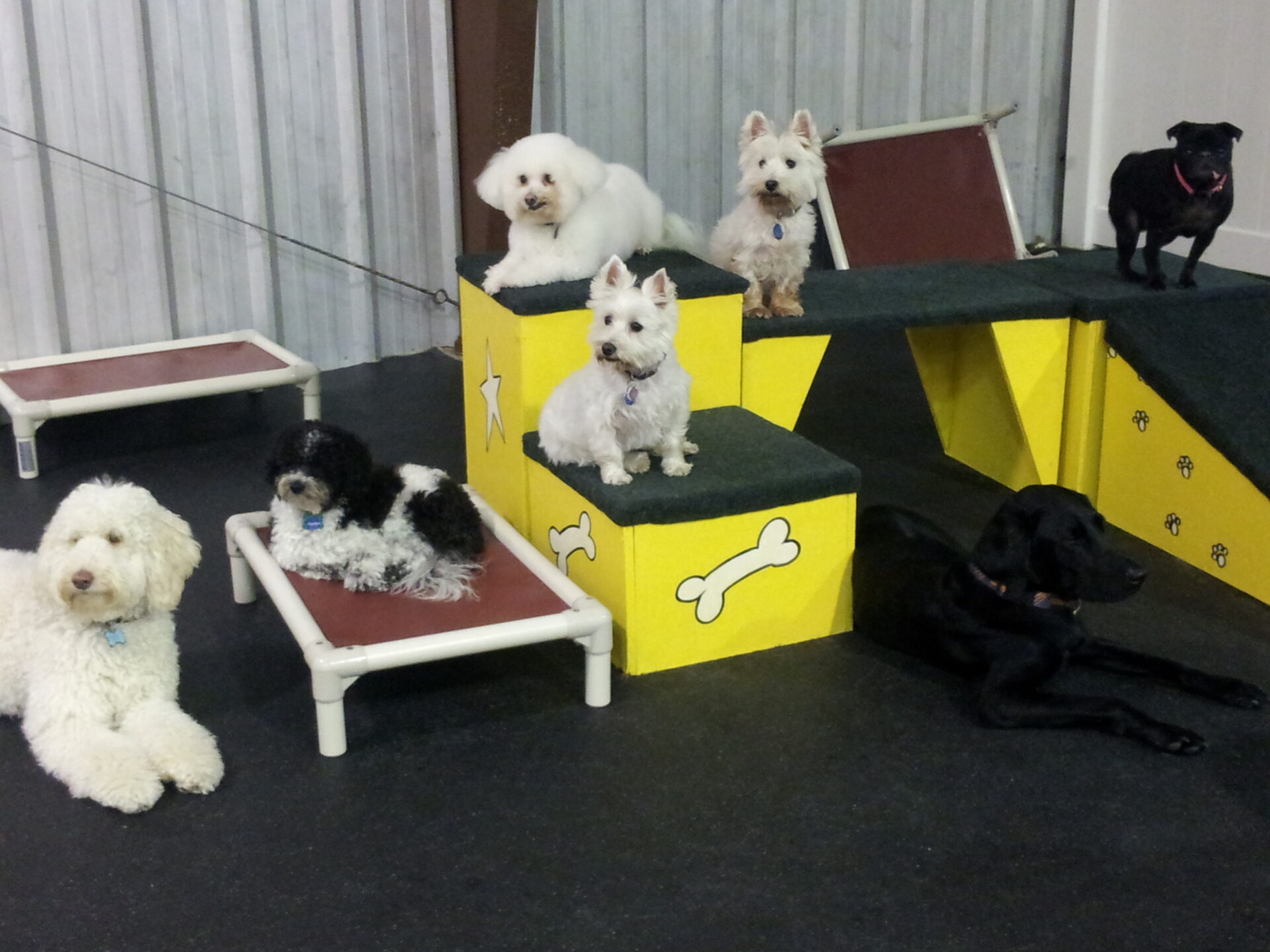 little dog daycare